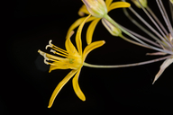 Bloomeria crocea var. aurea