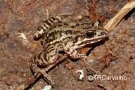 Leptodactylus caatingae