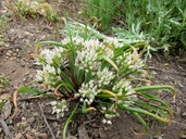 Allium brandegei