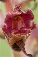 Orobanche gracilis