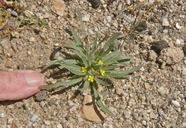 Camissoniopsis ignota