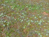 Ambrosia pumila