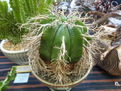 Euphorbia valida