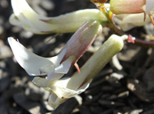 Astragalus kelseyae