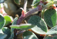 Astragalus kelseyae