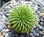 Euphorbia suzannae