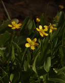 Ranunculus alismifolius var. alismellus