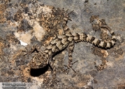 Mediodactylus aspratilis