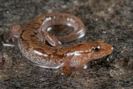 Ocoee Dusky Salamander
