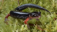 Red-legged Salamander X Slimy Salamander Hybrid