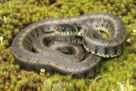 Eastern Grass Snake