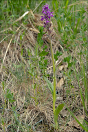 Dactylorhiza lapponica ssp. rhaetica