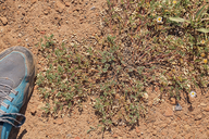 Astragalus lentiformis