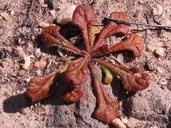 Chorizanthe fimbriata