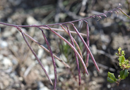 Streptanthus glandulosus ssp. pulchellus