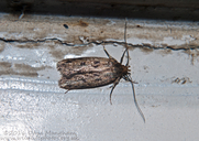 Brown House Moth