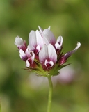 Trifolium melananthum