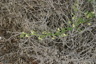 Marah macrocarpus