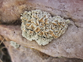 Rhizoplaca chrysoleuca
