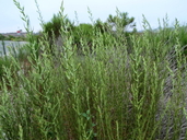 Pseudognaphalium ramosissimum