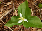 Trillium ovatum ssp. oettingeri