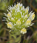 Castilleja densiflora ssp. obispoensis