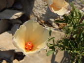 Hibiscus coulteri