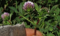 Trifolium polyodon