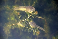 American Bullfrog (tadpoles)