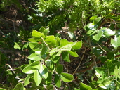Evergreen Sumac