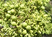 Juniperus pinchotii