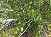Cercocarpus montanus var. glaber