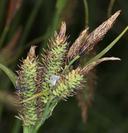 Carex lyngbyei