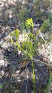 Lomatium marginatum