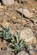 Streptanthus cordatus var. piutensis