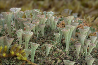 Cladonia pyxidata