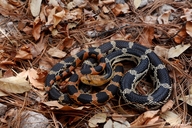 Mexican Pine Snake