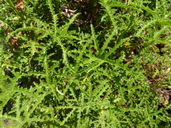 Pelargonium denticulatum