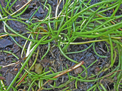 False-flowering Quillwort