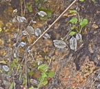 Erythranthe microphylla