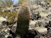 Cactus Barril