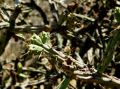 Opuntia versicolor