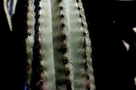 Stenocereus montanus