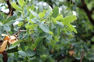 Quercus perpallida