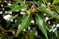 Quercus albocincta