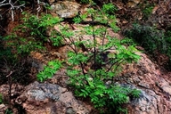 Bursera laxiflora