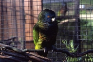 Amazona versicolor