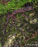 Cyrtodactylus phongnhakebangensis