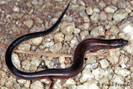 Spotted Skink