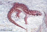 Pointed Thick-toed Gecko